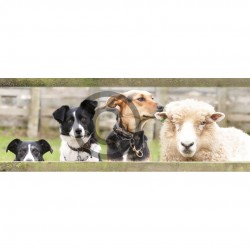 Working Dogs and Sheep
