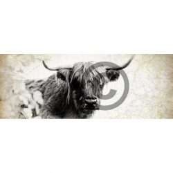 Highland Cow sepia